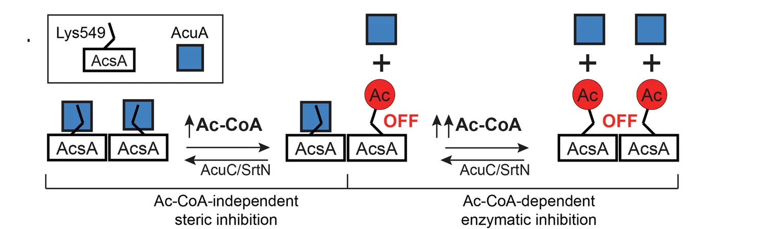 Open access visualization of Workflow, Flowchart, Illustration, AcuA, AcsA