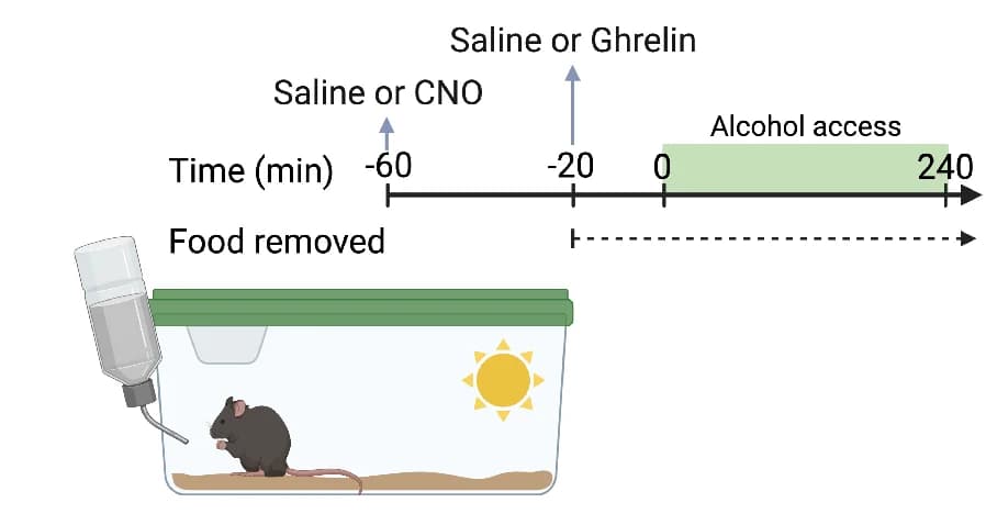 Open access visualization of Workflow, Illustration, Experimental Timeline