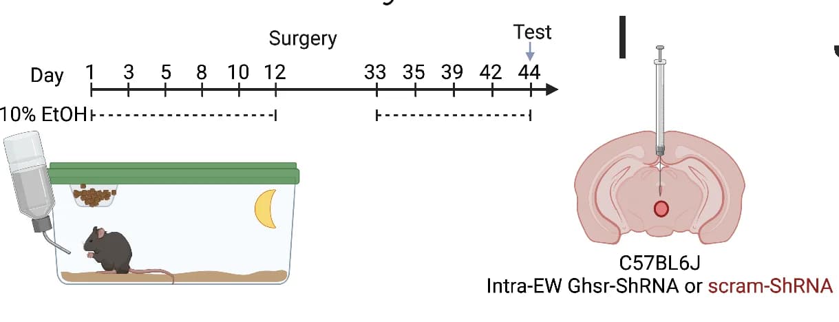 Open access visualization of Workflow, Illustration, Experimental Timeline