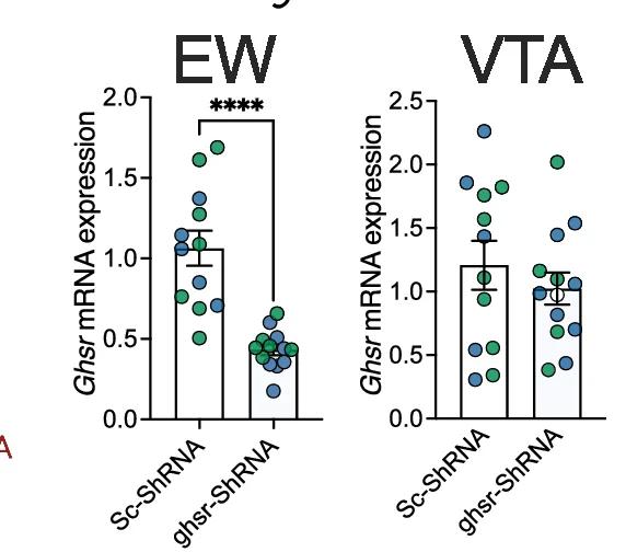 Open access visualization of Scatter Plot, Error Bars, qPCR, Ghsr mRNA, EW