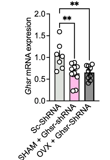 Open access visualization of Bar Plot, Scatter Plot, Error Bars, qPCR, Ghsr mRNA