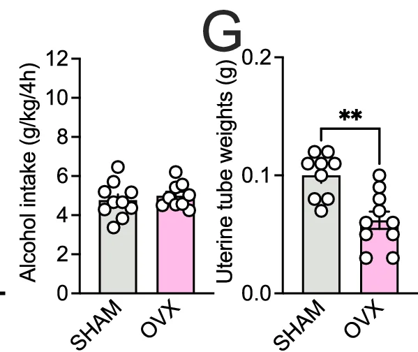 Open access visualization of Bar Plot, Scatter Plot, Alcohol Consumption, SHAM, OVX