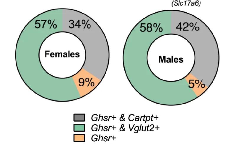 Open access visualization of Donut Chart, Cells, Ghsr, Cartpt, vGlut2