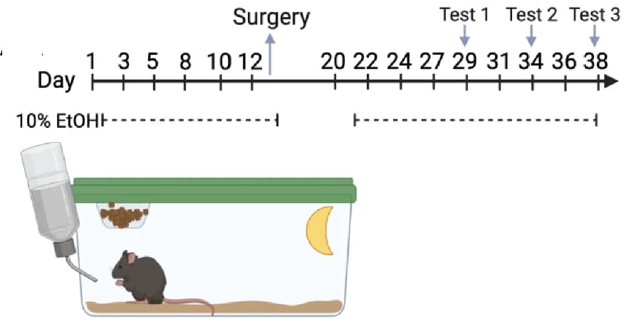 Open access visualization of Workflow, Experimental Timeline