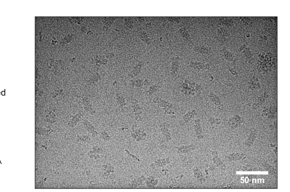 Open access visualization of Microscopy, Cryo-EM, Micrograph