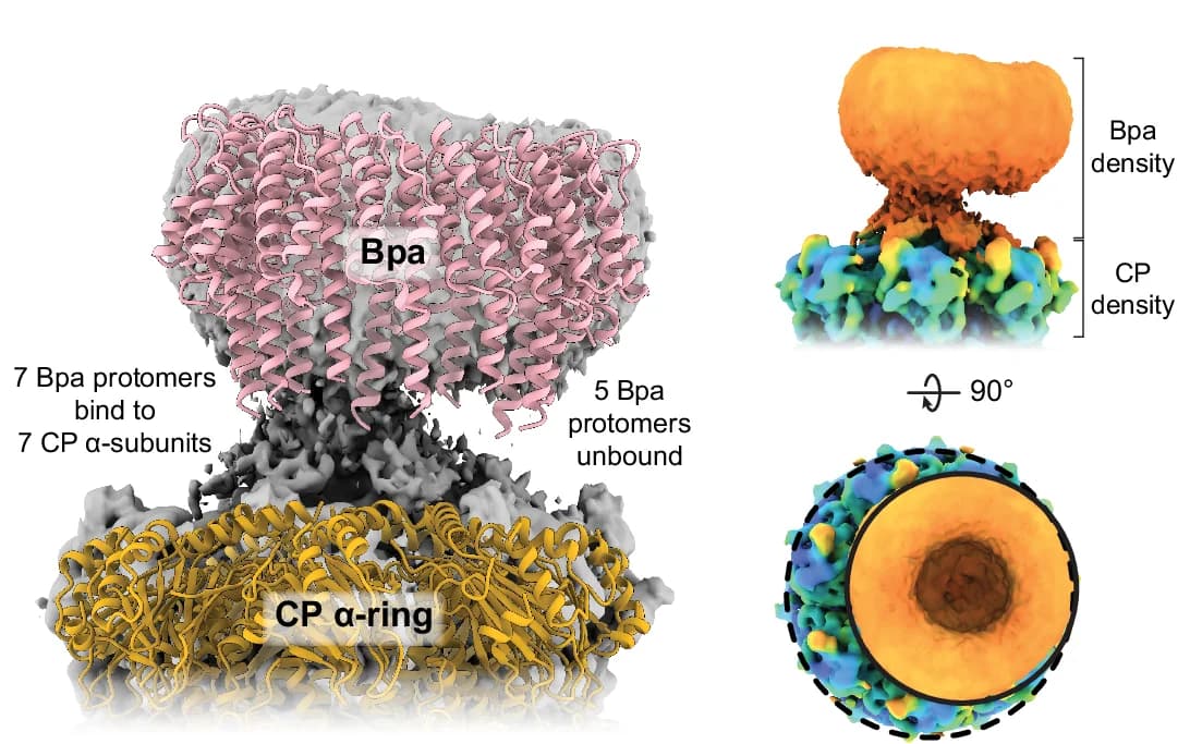 Open access visualization of Protein Structure, Crystal Structures, Bpa, 20S CP, Cryo-EM Map