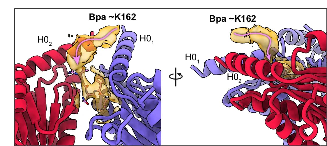 Open access visualization of Protein Structure, 3D Plot, Bpa, 20S CP, Alpha-Subunits