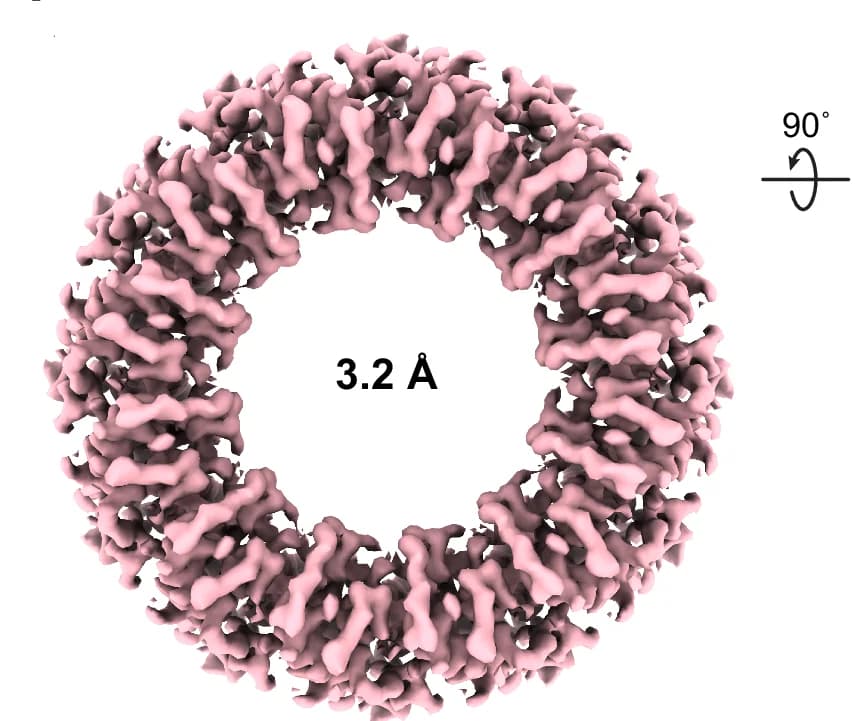 Open access visualization of Protein Structure, Cryo-EM Map, Full-Length Bpa, Top View