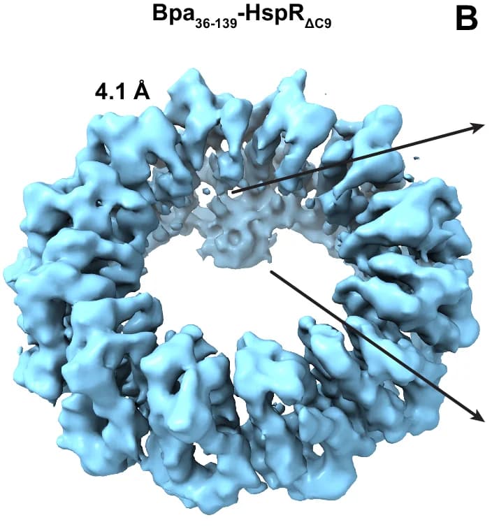Open access visualization of Protein Structure, Cryo-EM, Bpa 36-139, HspR C9, Substrate Binding