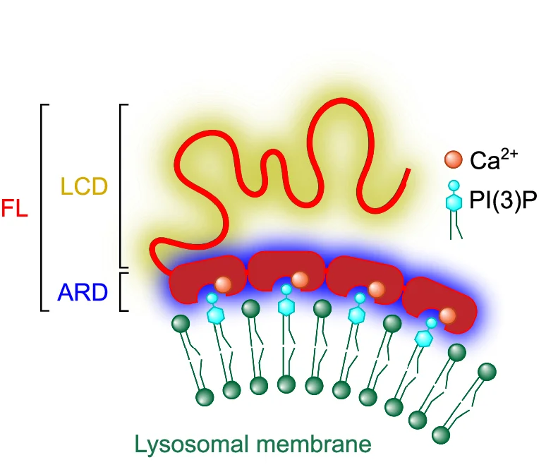 Open access visualization of Illustration, ANXA11, Lysosomal Membranes, Annexin Repeat Domain, Low Complexity Domain
