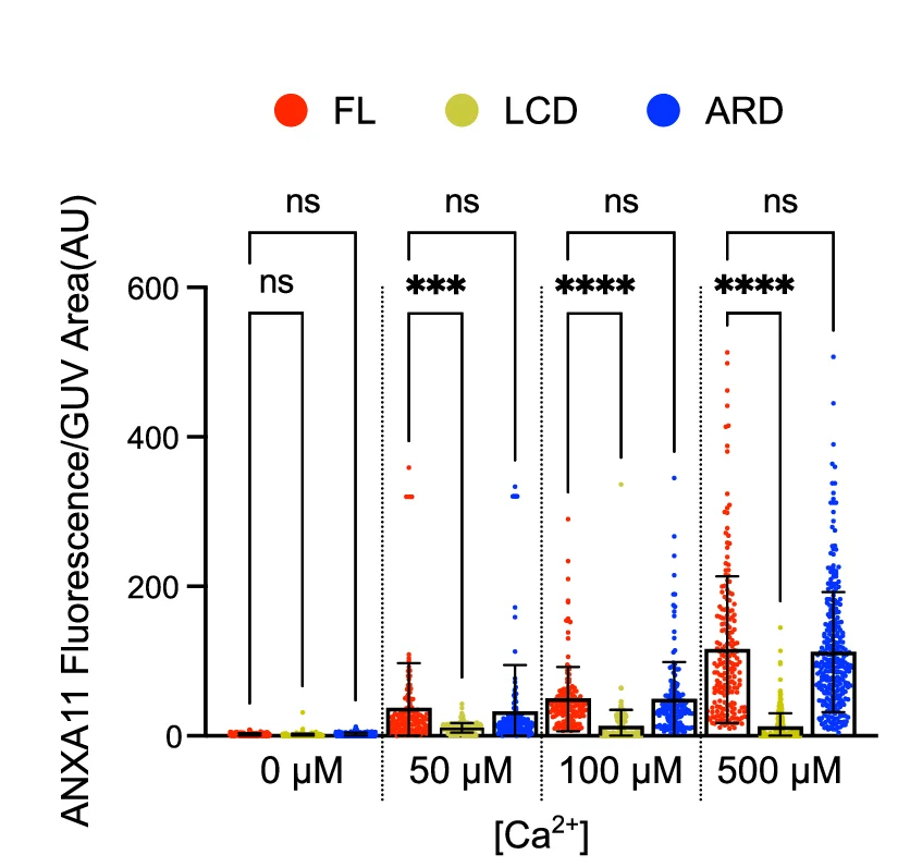 Open access visualization of Scatter Plot, Error Bars, Box Plot, Fluorescence Intensity, Giant Unilamellar Vesicles