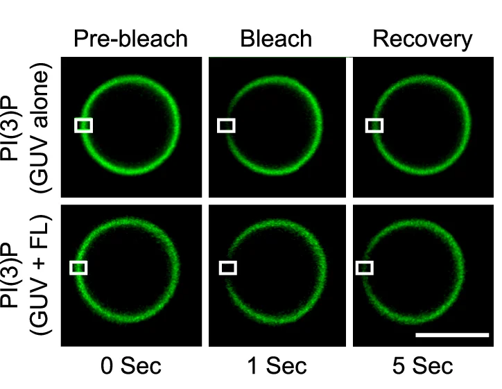 Open access visualization of Microscopy, Lipid FRAP, BODIPY-PI(3)P, GUVs, Calcium