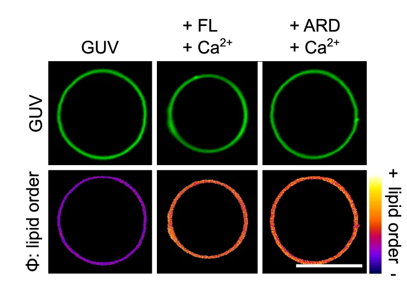 Open access visualization of Microscopy, Fluorescence Images, ATTO647, GUVs, PK Dye