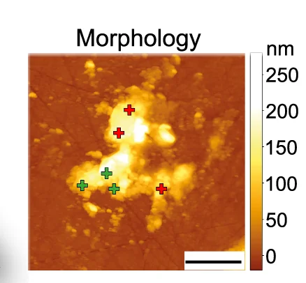 Open access visualization of Microscopy, AFM-IR, Morphology Maps, GUV Fragments, ANXA11