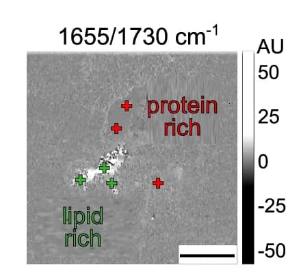 Open access visualization of Heatmap, Infrared Maps, Proteins, Lipids, Spectroscopic Signatures