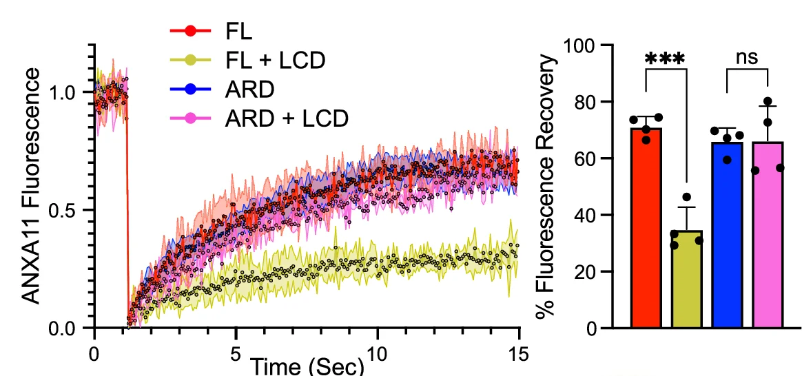 Open access visualization of Line Plot, Error Bars, Bar Plot, FRAP Recovery Curves, ANXA11 FL