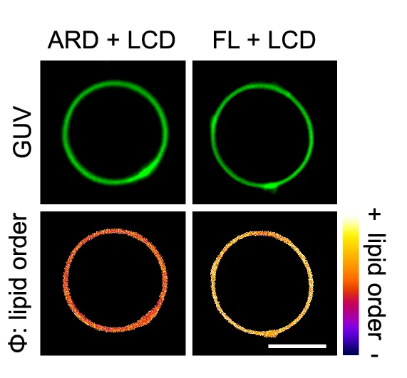 Open access visualization of Microscopy, Fluorescence Images, GUVs, PK Dye, Membrane Lipids
