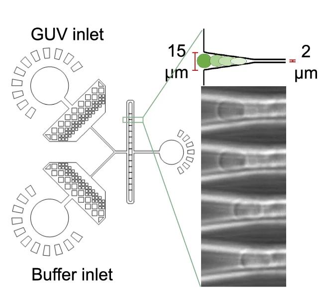 Open access visualization of Microscopy, Workflow, Illustration, Microfluidic Device, Elastic Modulus