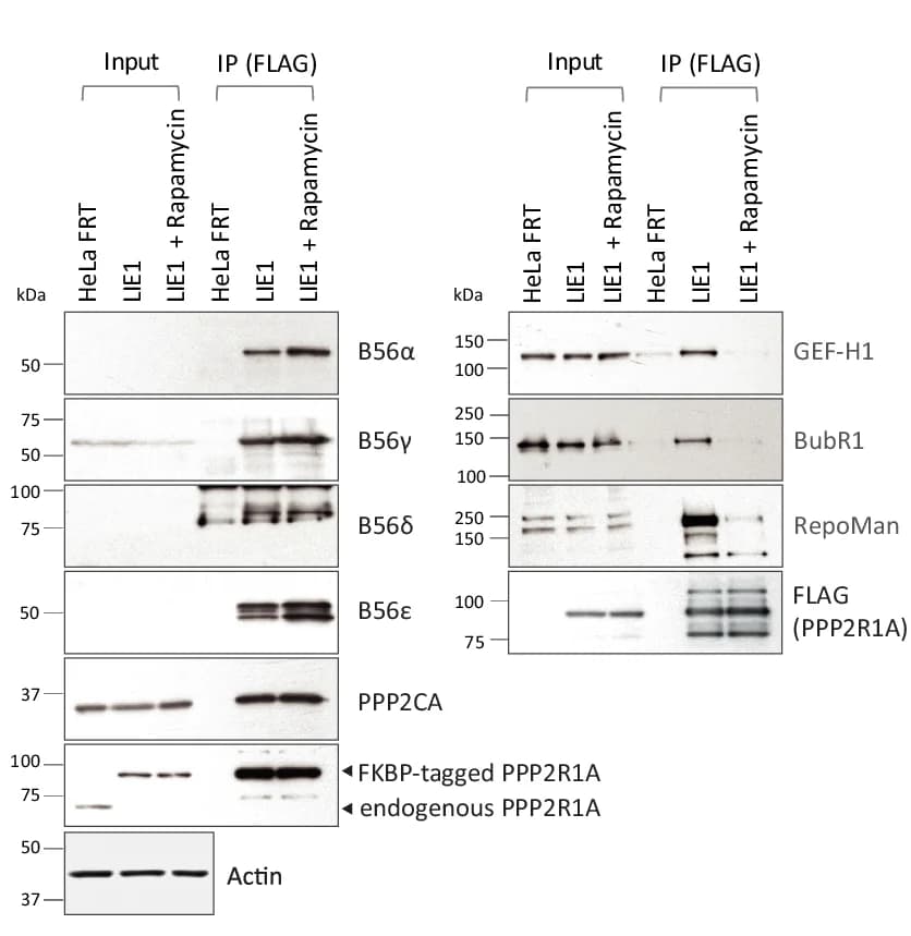 Open access visualization of Gel, Immunoblot, PP2A Complex, PP2A Substrates, FLAG Immunoprecipitation