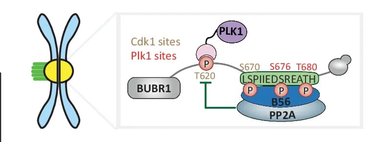 Open access visualization of Workflow, Illustration, Schematic, PP2A-B56, Phosphorylation