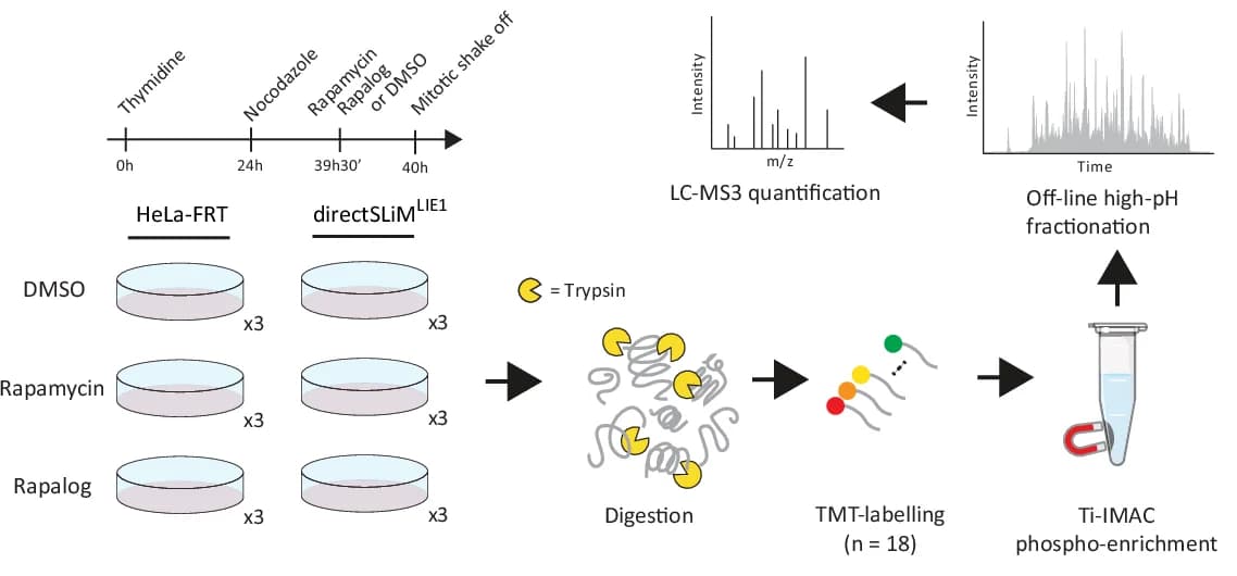 Open access visualization of Workflow, Experimental Design, Cell Culture, Rapamycin, Rapalog