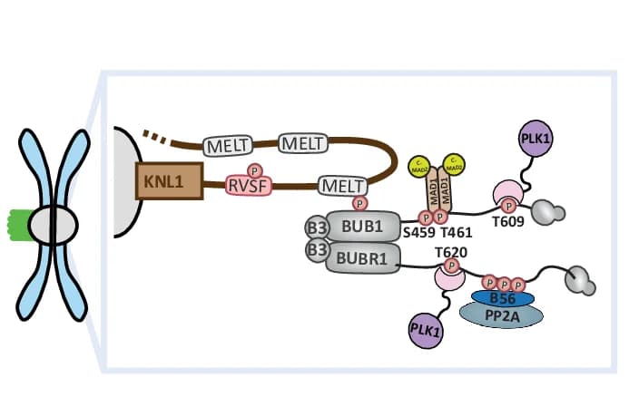 Open access visualization of Workflow, Illustration, Kinetochore, Phosphosites, BUB Complex