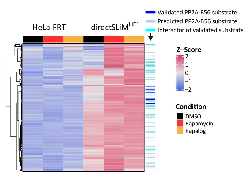 Open access visualization of Heatmap, Clustered, Heat Map, Phosphorylation Sites, PP2A-B56