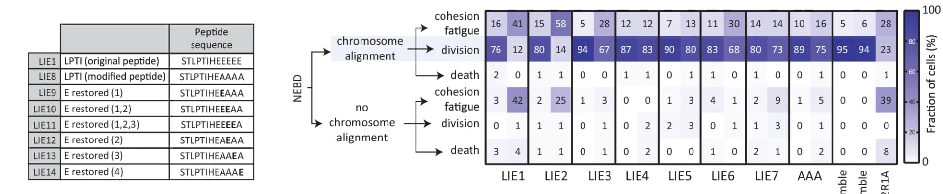 Open access visualization of Heatmap, SLiMs, Acidic Residues, LxxIxE motif, Peptide