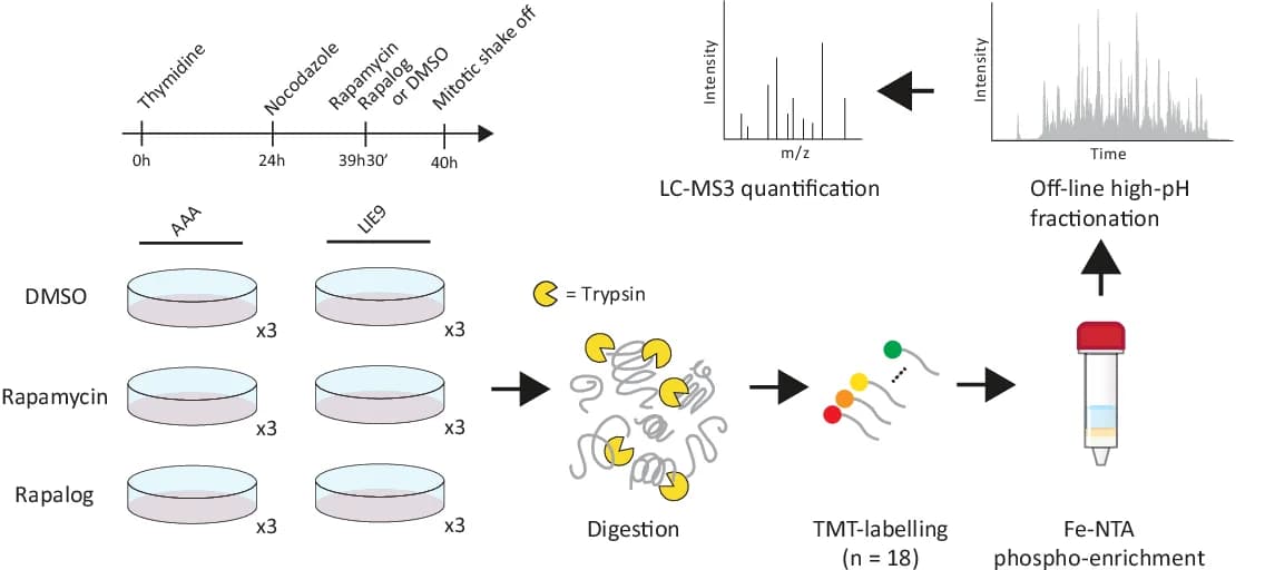Open access visualization of Workflow, Illustration, Line Plot, Experimental Design, Cell Lysis