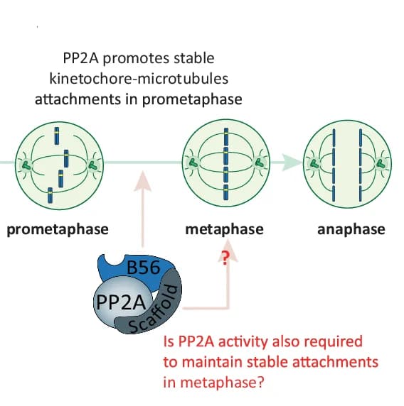Open access visualization of Workflow, Illustration, PP2A-B56, Kinetochore, Microtubule