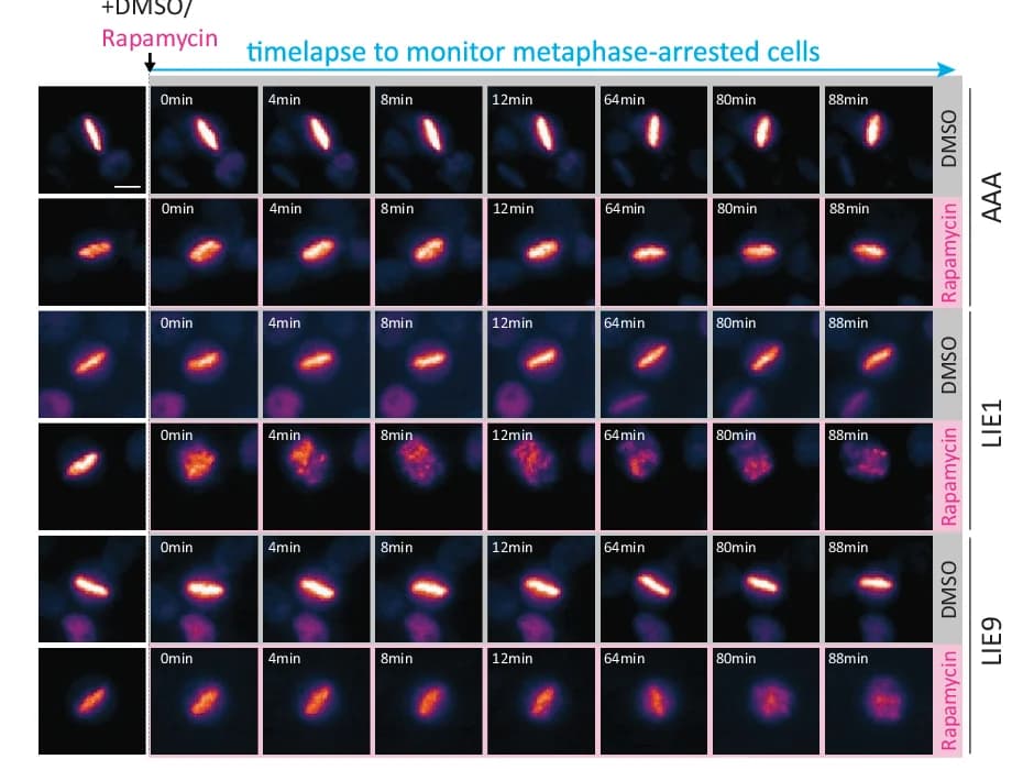Open access visualization of Microscopy, Misalignment Timings, HeLa HistH1H4C-TagGFP2 Cells, directSLiMs LIE1/LIE9/AAA, Rapamycin