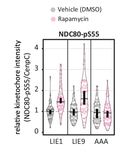 Open access visualization of Violin Plot, Kinetochore Intensity, NDC80-pS55, Nocodazole-Arrested Cells, HeLa-FRT Cells