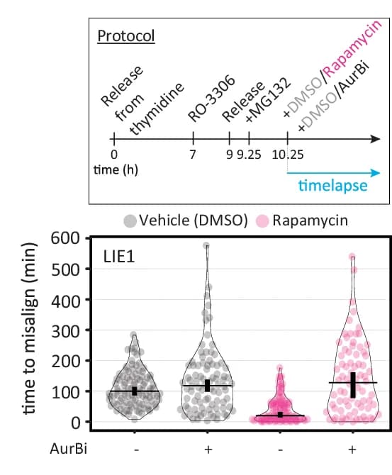 Open access visualization of Violin Plot, Raincloud Plot, Chromosome Misalignments, Metaphase Arrest, HeLa HistH1H4C-TagGFP2 Cells