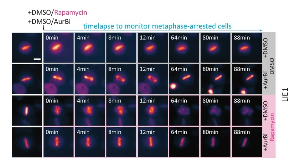 Open access visualization of Microscopy, Misalignment Timings, HeLa HistH1H4C-TagGFP2 Cells, directSLiM LIE1, Rapamycin