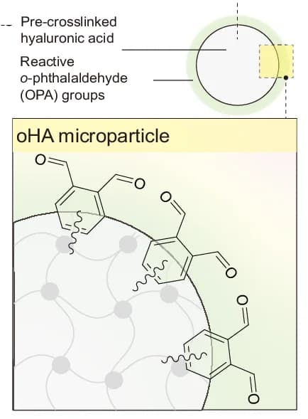 Open access visualization of Chemical Structure, Illustration, Hyaluronic Acid, Microparticle, o-Phthalaldehyde