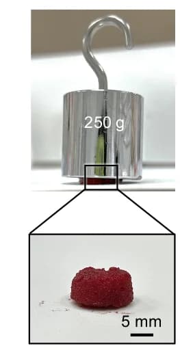 Open access visualization of Photo, Digital Photographs, Blood Clot, Microparticles, Whole Blood