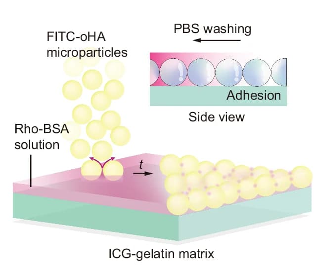 Open access visualization of Illustration, Workflow, oHA Microparticles, Gelatin Matrix, Rho-BSA Solution