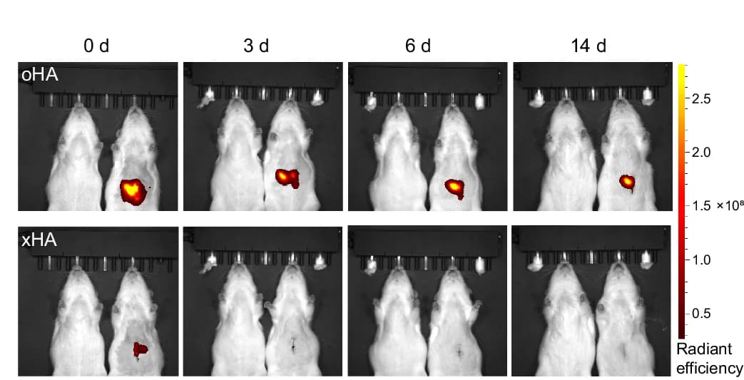Open access visualization of Photo, Microscopy, In Vivo Imaging System, Fluorescence Analysis, Rats