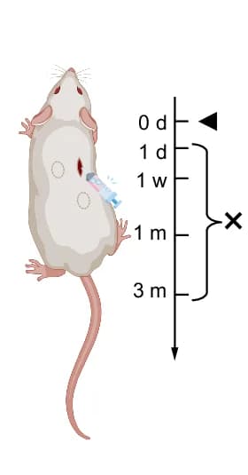 Open access visualization of Illustration, Subcutaneous Implantation, In Vivo Biocompatibility, Biodegradation, Timeline
