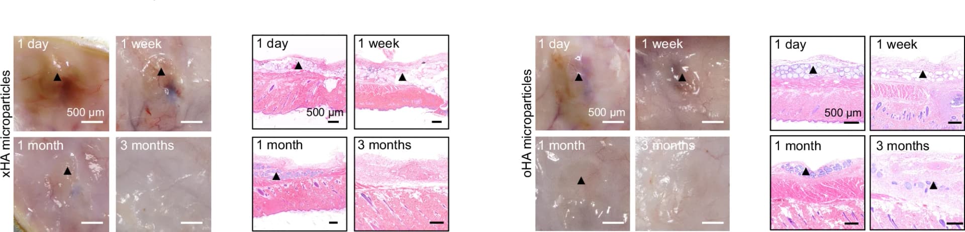 Open access visualization of Microscopy, Photo, Digital Photographs, Histology Images, H&E Staining