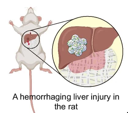 Open access visualization of Illustration, Hemostasis, oHA Microparticles, Rat Liver Injury Model, Schematic Illustration