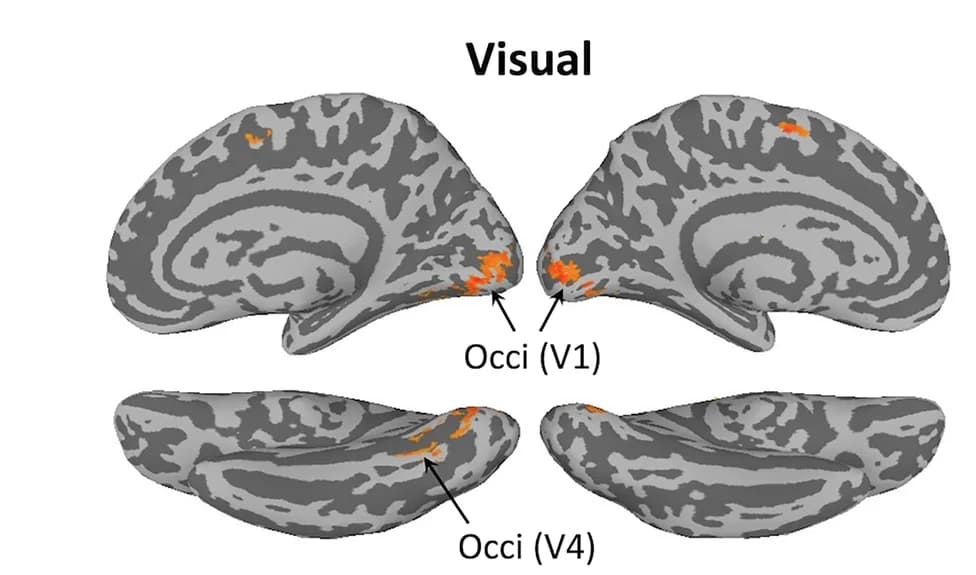 Open access visualization of 3D Plot, Color Presentations, Visual Cortex, Visual-Manual Task
