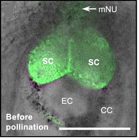 Open access visualization of Microscopy, Synergid Cell, Degeneration, GFP Marker, Egg Cell