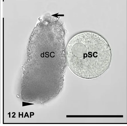 Open access visualization of Microscopy, Synergid Cells, Cell Isolation
