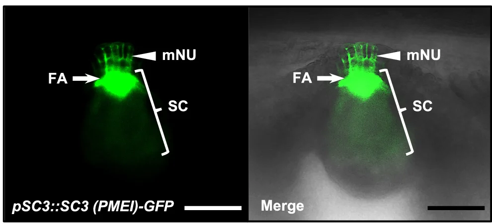 Open access visualization of Microscopy, Fusion Proteins, Synergid Cells, Cell Walls, Micropylar Nucellus