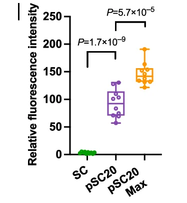 Open access visualization of Box Plot, Scatter Plot, ROS, Fluorescence Intensity, Synergid Cells