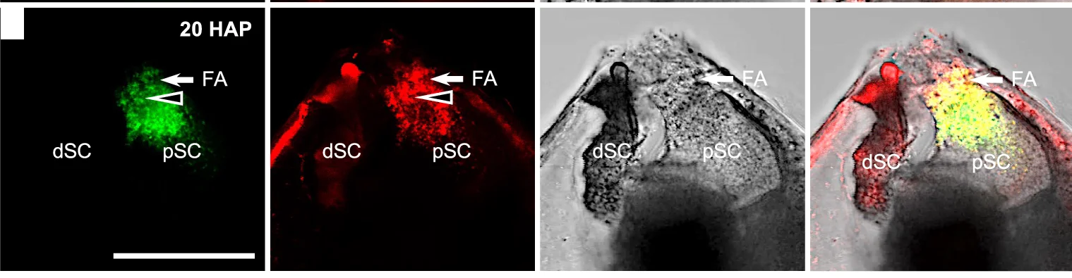 Open access visualization of Microscopy, DCFH-DA Staining, Mito-Tracker Red Staining, Mitochondria, Filiform Apparatus