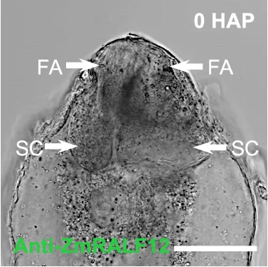 Open access visualization of Microscopy, Immunostaining, ZmRALF12 Peptides, Filiform Apparatus
