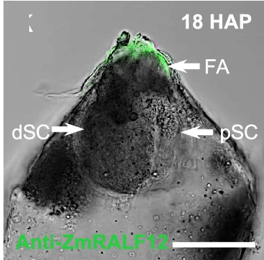 Open access visualization of Microscopy, Immunostaining, ZmRALF12 Peptides, Filiform Apparatus