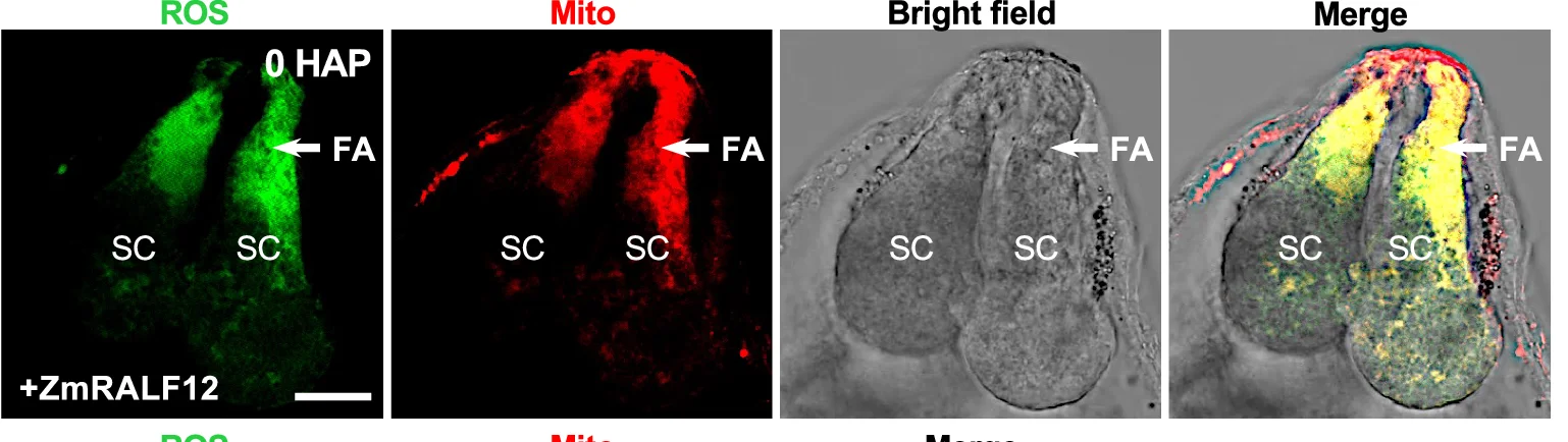 Open access visualization of Microscopy, ZmRALF12, Ovule Cultivation System, DCFH-DA, Mito-Tracker Red